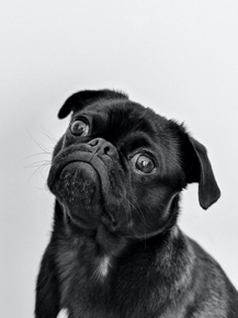 Dog | Собака - Мопс