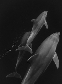 Dolphin | Дельфин