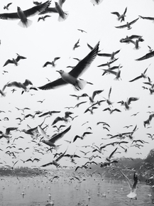 Birds | Птицы