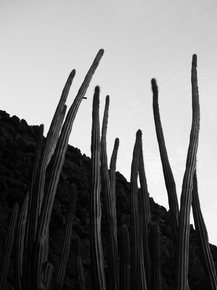 Botany | Ботаника