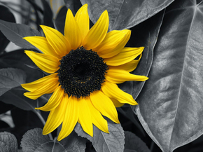 Sunflower | Подсолнух