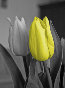 Tulips | Тюльпаны