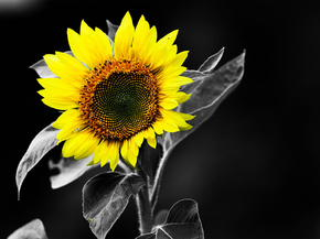 Sunflower | Подсолнух
