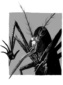 Insect | Насекомое