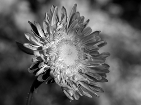 Flowers | Цветы