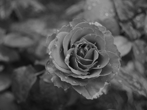Flowers | Цветы