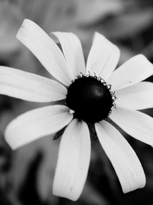 Chamomile | Ромашки
