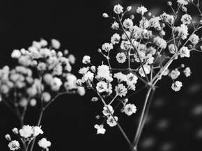 Flowers | Цветы