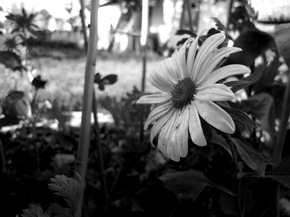 Chamomile | Ромашки