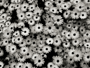 Chamomile | Ромашки