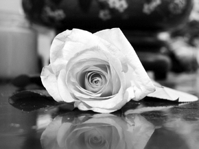 Roses | Розы
