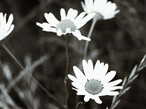 Chamomile | Ромашки
