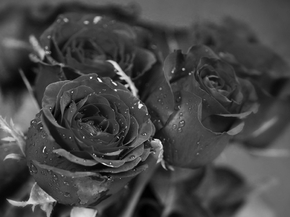 Roses | Розы