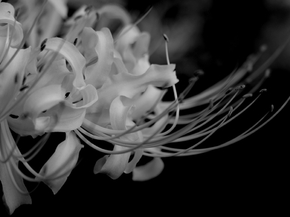 Flowers | Цветы