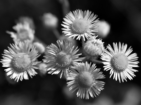 Chamomile | Ромашки