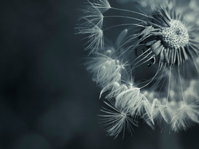 Dandelions | Одуванчики