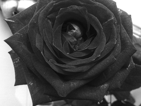 Roses | Розы