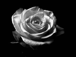 Roses | Розы