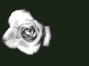 Roses | Розы