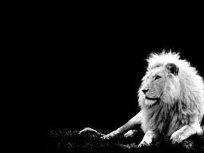Lion | Лев Lion | Лев