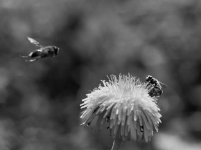 Honeybee | Пчела