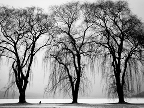 Tree | Дерево