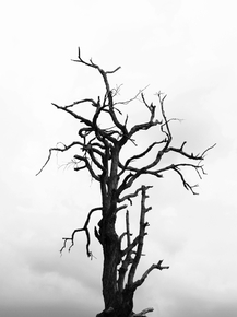 Tree | Дерево