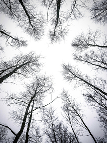 Tree | Дерево