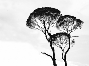 Tree | Дерево Tree | Дерево