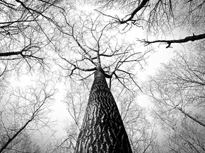 Tree | Дерево