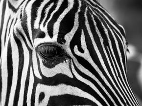 Zebra | Зебра