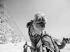 Camel | Верблюд