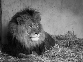 Lion | Лев