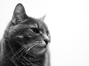Cat | Кот