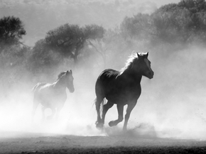 Horse | Лошадь