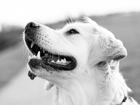Dog | Собака