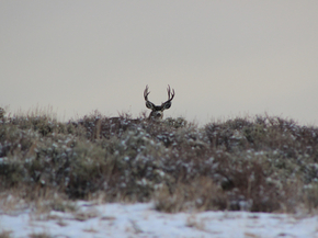 Deer | Олень