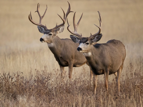 Deer | Олень