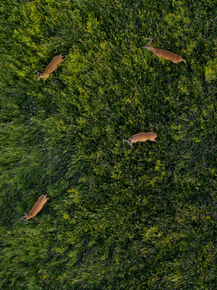 Deer | Олень