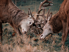 Deer | Олень