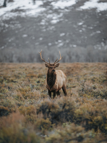 Deer | Олень