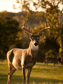 Deer | Олень