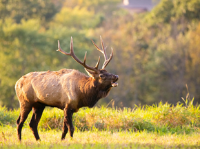 Deer | Олень