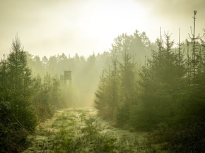 Forest | Лес