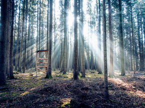 Forest | Лес