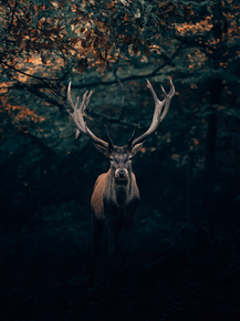 Deer | Олень