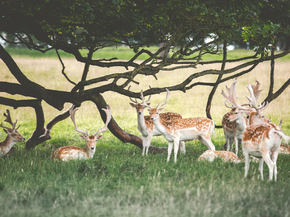 Deer | Олень
