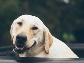 Dog | Собака
