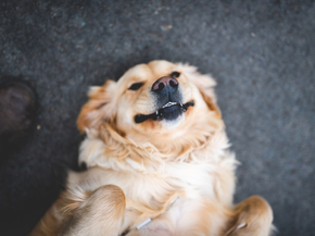 Dog | Собака