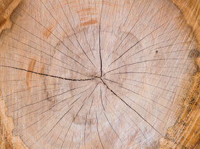 Wood | Древесина